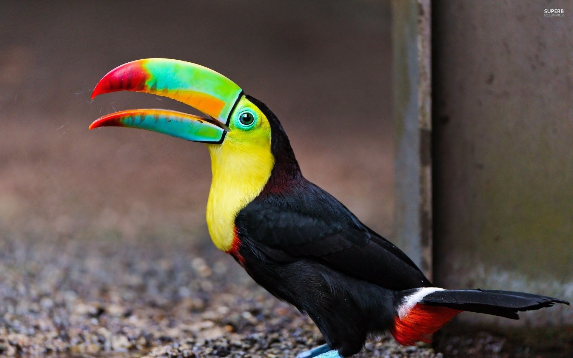 Download Animal Toucan HD Wallpaper
