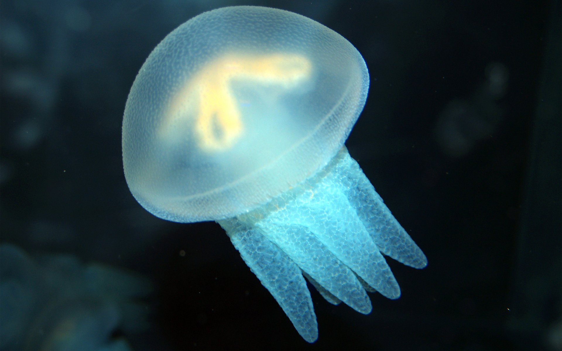 Download Animal Jellyfish HD Wallpaper