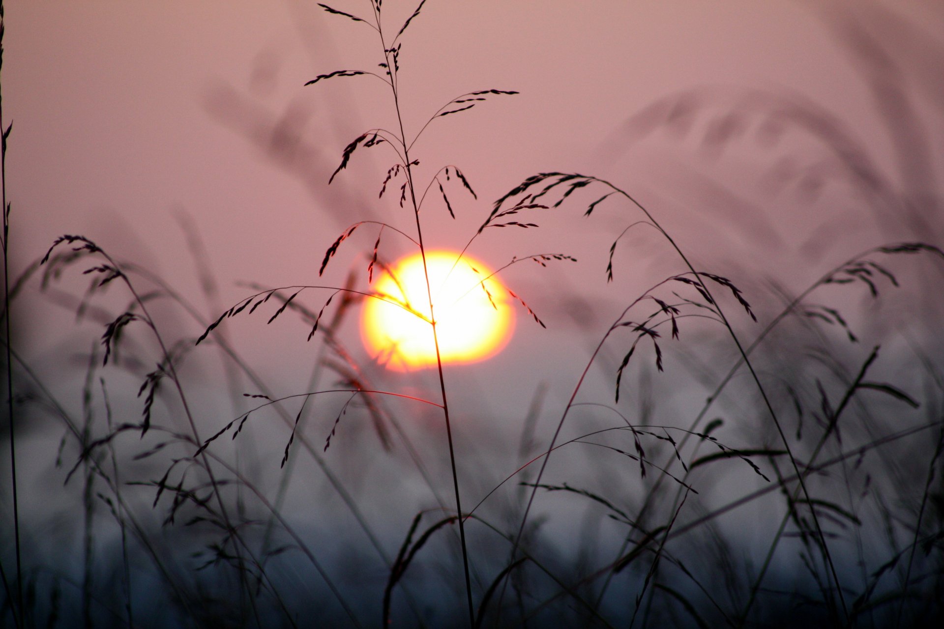 4K Ultra HD PC Desktop wallpaper and background: silhouetted grass stems against a soft pink sky with a glowing sun near the horizon.