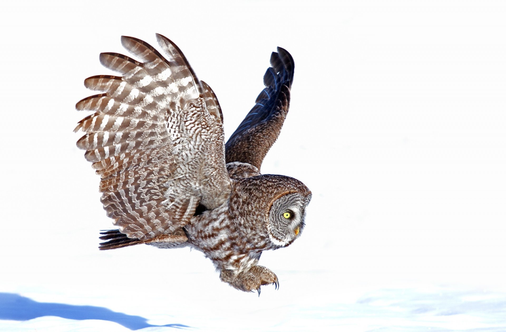 Great grey owl (animal) in mid-flight over snow, detailed feathers and piercing yellow eyes — 2K Quad HD PC desktop wallpaper/background.