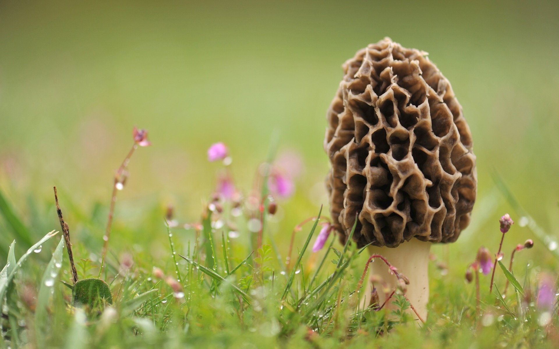 HD PC desktop wallpaper showcasing a close-up of a textured mushroom growing among green grass and small pink wildflowers in a serene nature setting.