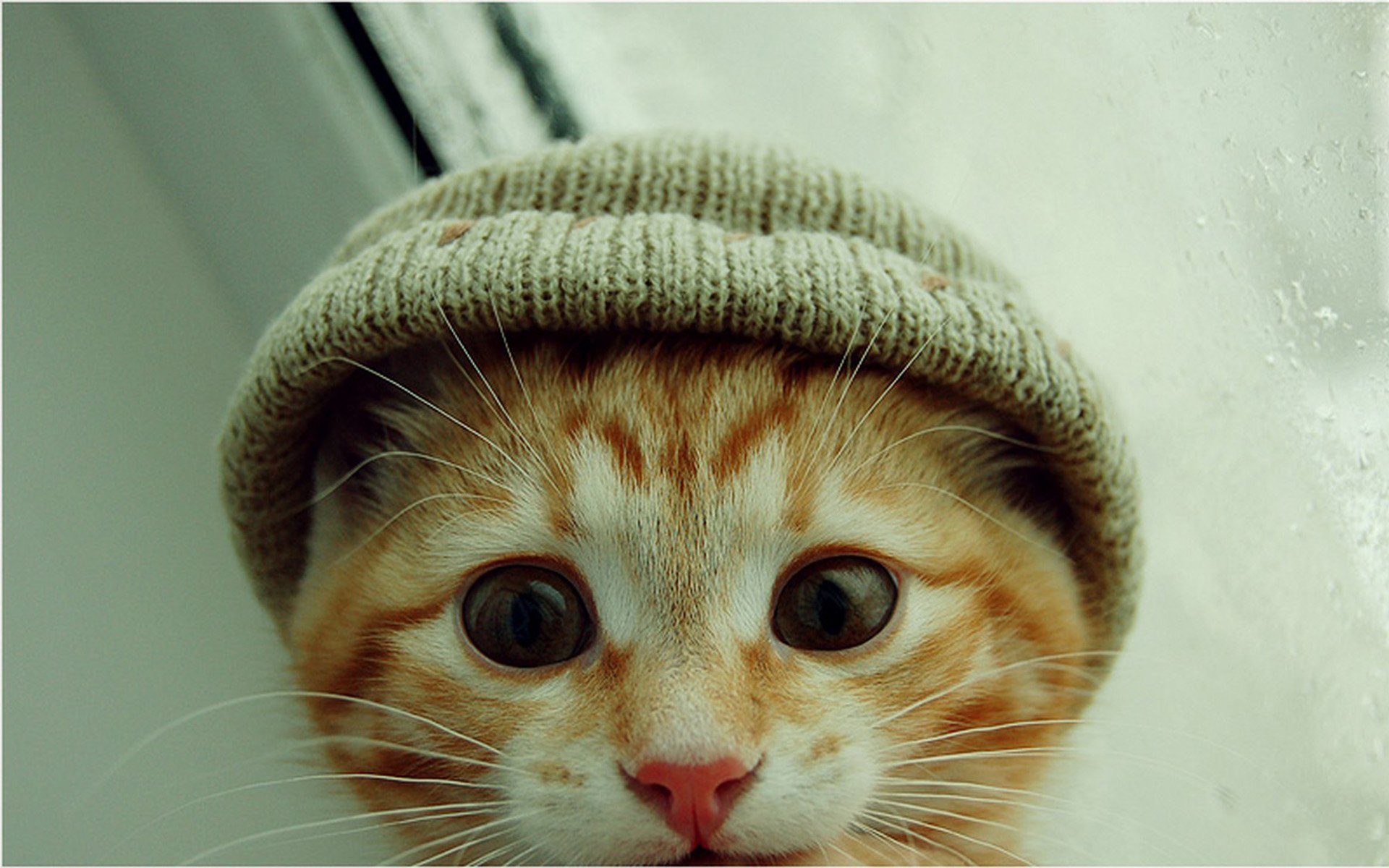 Cute Cat in a Hat - HD Wallpaper, image size:1920x1200