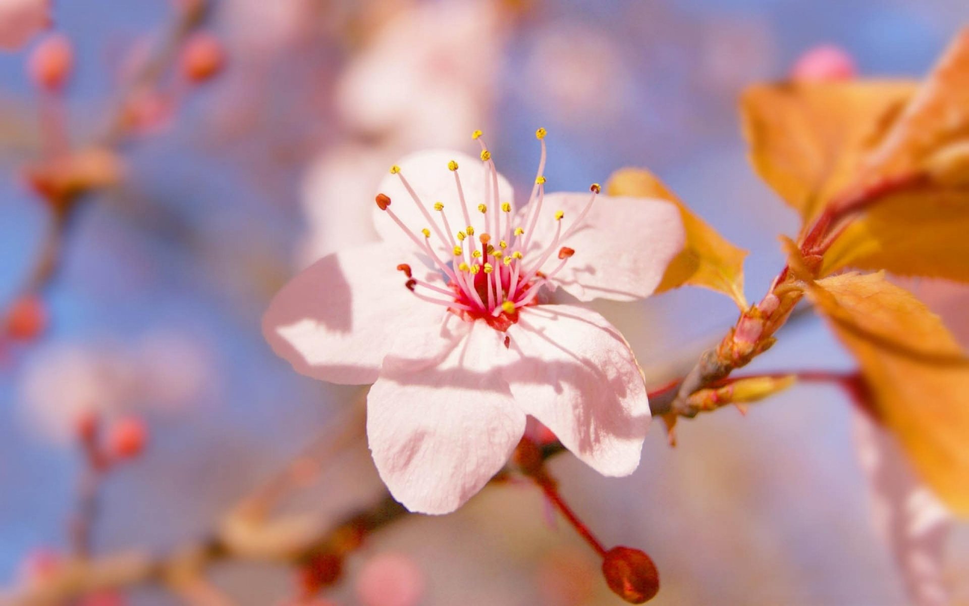 Blossom HD Wallpaper