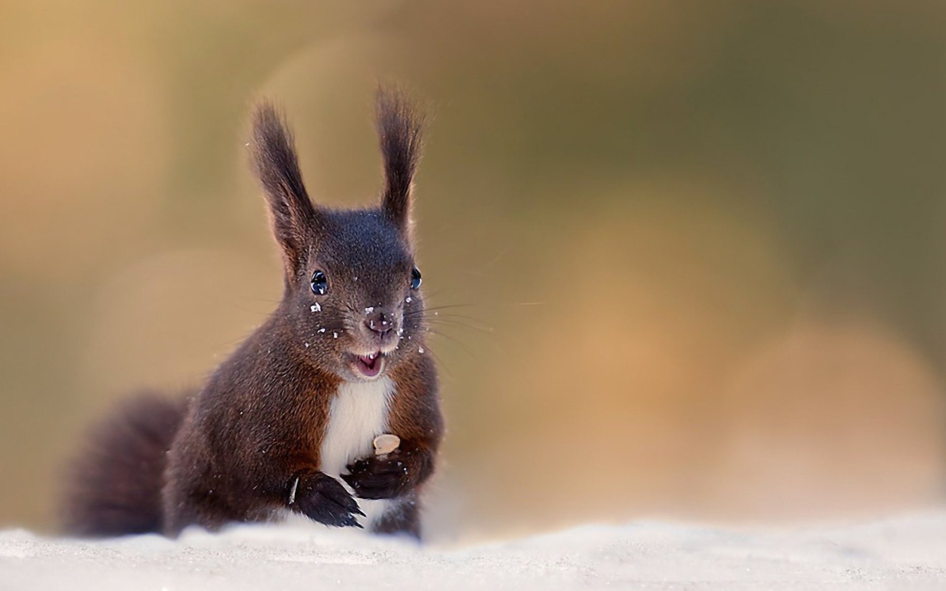 HD desktop wallpaper featuring a close-up of a dark-furred squirrel with a blurred soft background.