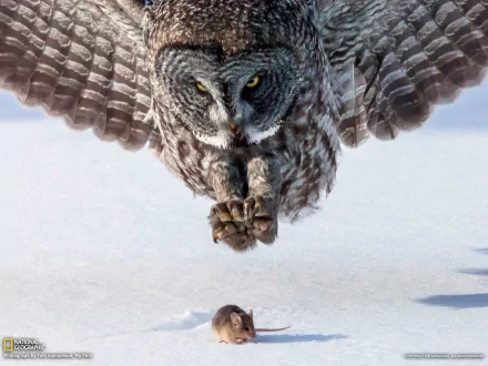Animal — great grey owl diving over snow toward a small rodent in a dramatic close-up, HD PC desktop wallpaper/background.