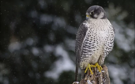 Animal falcon HD Desktop Wallpaper | Background Image