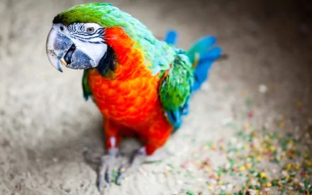 A vibrant Catalina macaw with striking green and orange feathers stands on the ground, surrounded by scattered seeds, serving as an eye-catching HD desktop wallpaper.
