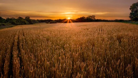 nature field HD Desktop Wallpaper | Background Image