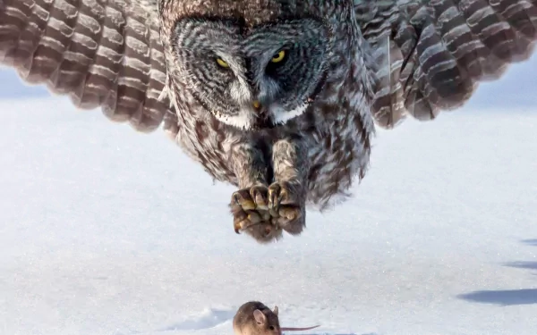Animal — great grey owl diving over snow toward a small rodent in a dramatic close-up, HD PC desktop wallpaper/background.