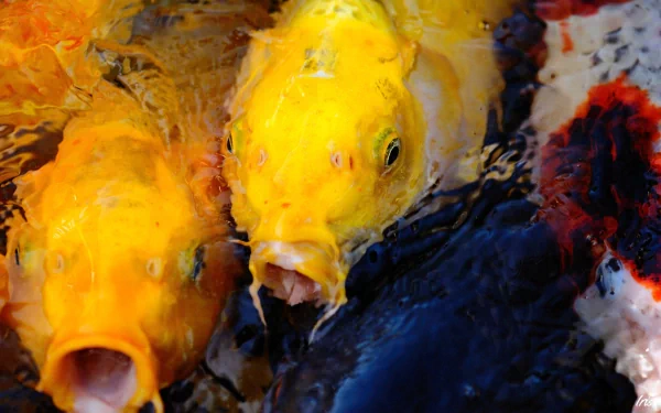 Animal koi HD Desktop Wallpaper | Background Image