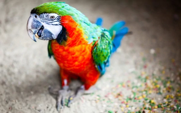 A vibrant Catalina macaw with striking green and orange feathers stands on the ground, surrounded by scattered seeds, serving as an eye-catching HD desktop wallpaper.