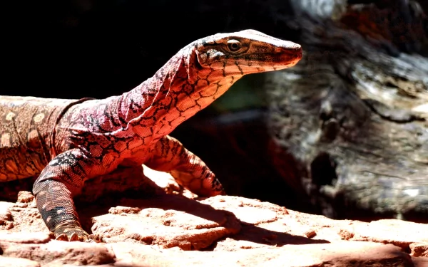 Animal monitor lizard HD Desktop Wallpaper | Background Image