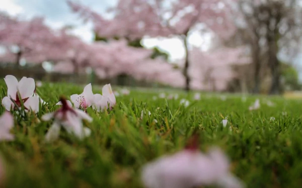 nature close-up HD Desktop Wallpaper | Background Image