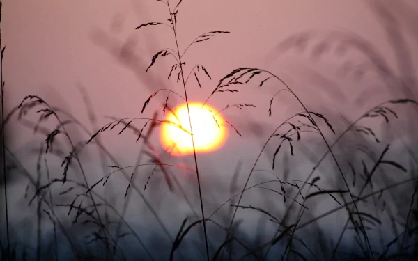 4K Ultra HD PC Desktop wallpaper and background: silhouetted grass stems against a soft pink sky with a glowing sun near the horizon.