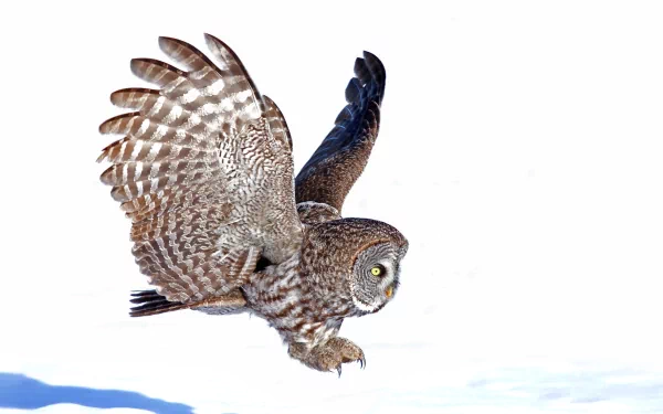 Great grey owl (animal) in mid-flight over snow, detailed feathers and piercing yellow eyes — 2K Quad HD PC desktop wallpaper/background.
