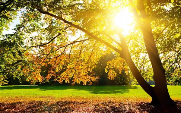 A sunbeam filters through the vibrant autumn leaves of a tree, illuminating a lush green lawn, creating a serene and picturesque nature scene. HD desktop wallpaper and background.