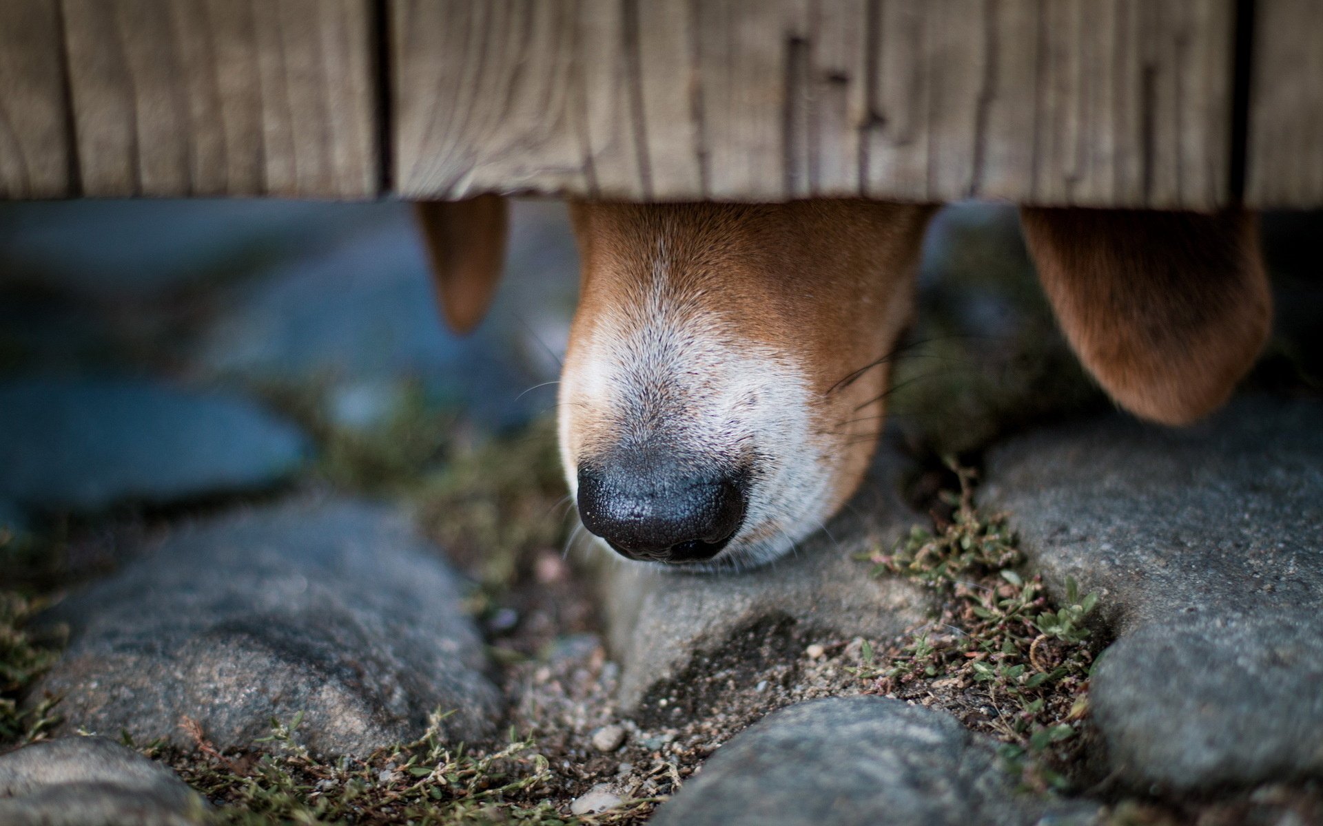 A close-up of a dog's nose peeking beneath a wooden beam, resting on textured stones. This HD image serves as a charming desktop wallpaper and background.