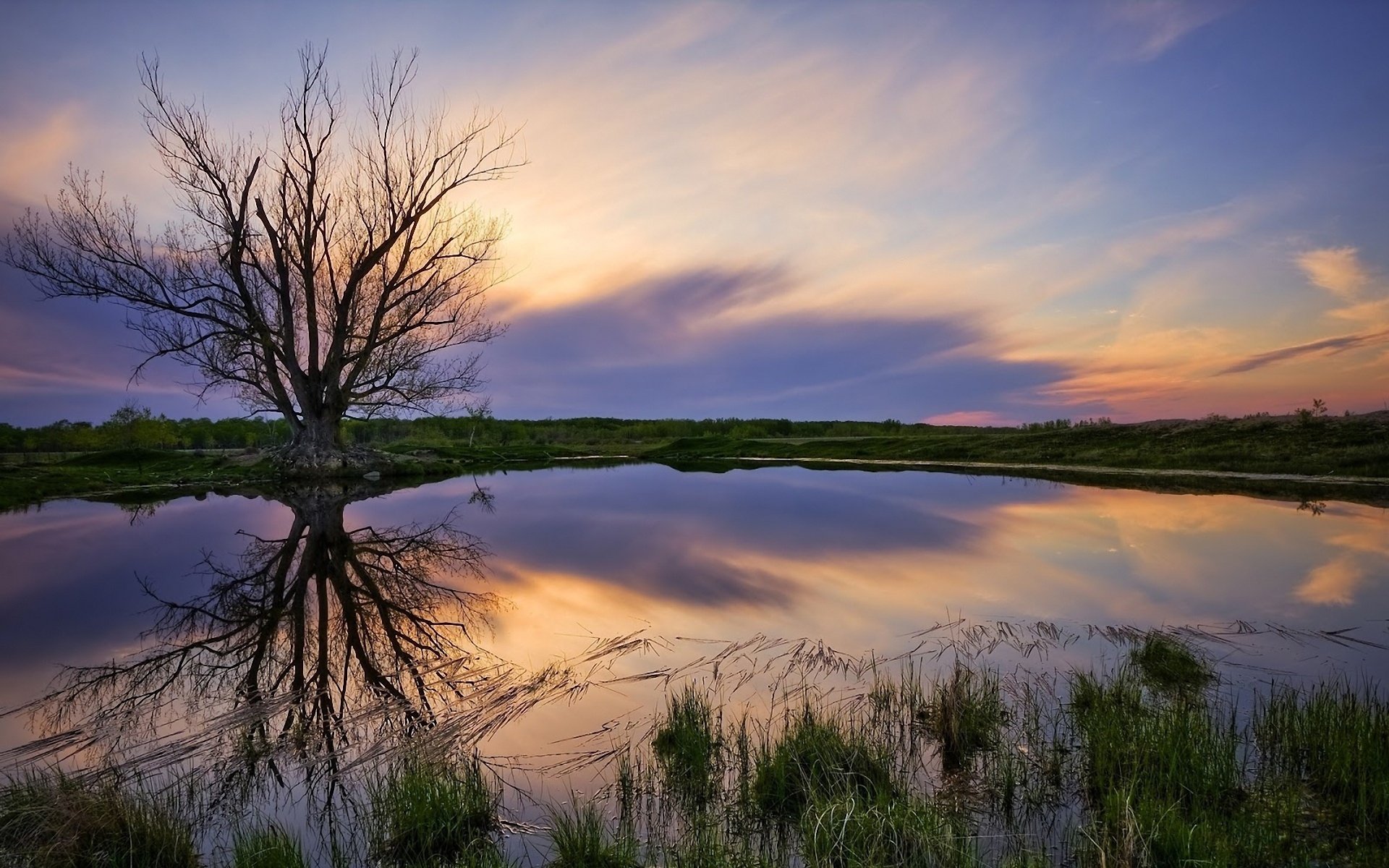 HD nature desktop wallpaper showing a tranquil sunset sky reflected in a calm pond, with a leafless tree mirrored in the water and grassy surroundings.
