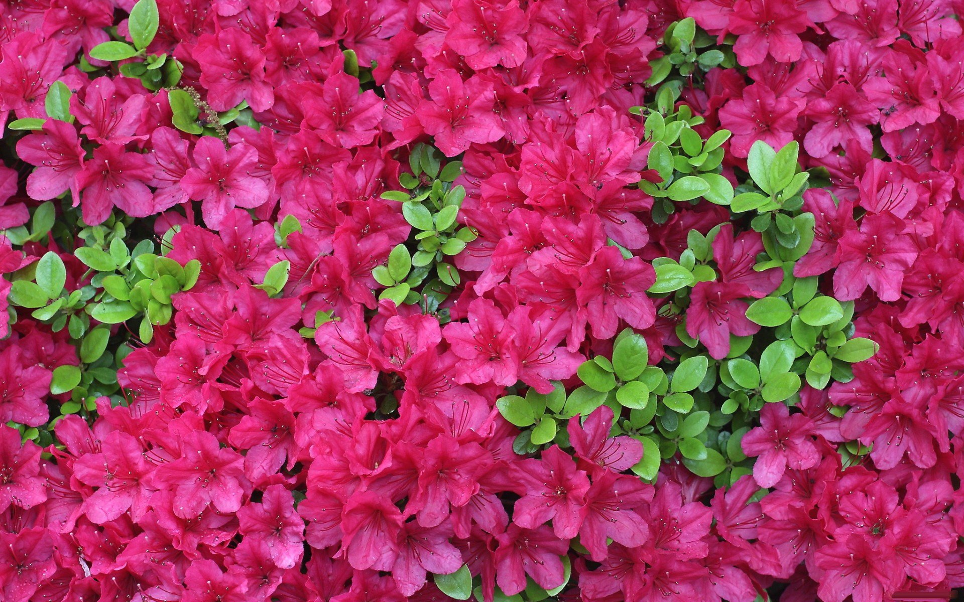 Azalea Full HD Wallpaper and Background Image | 1920x1200 | ID:398557