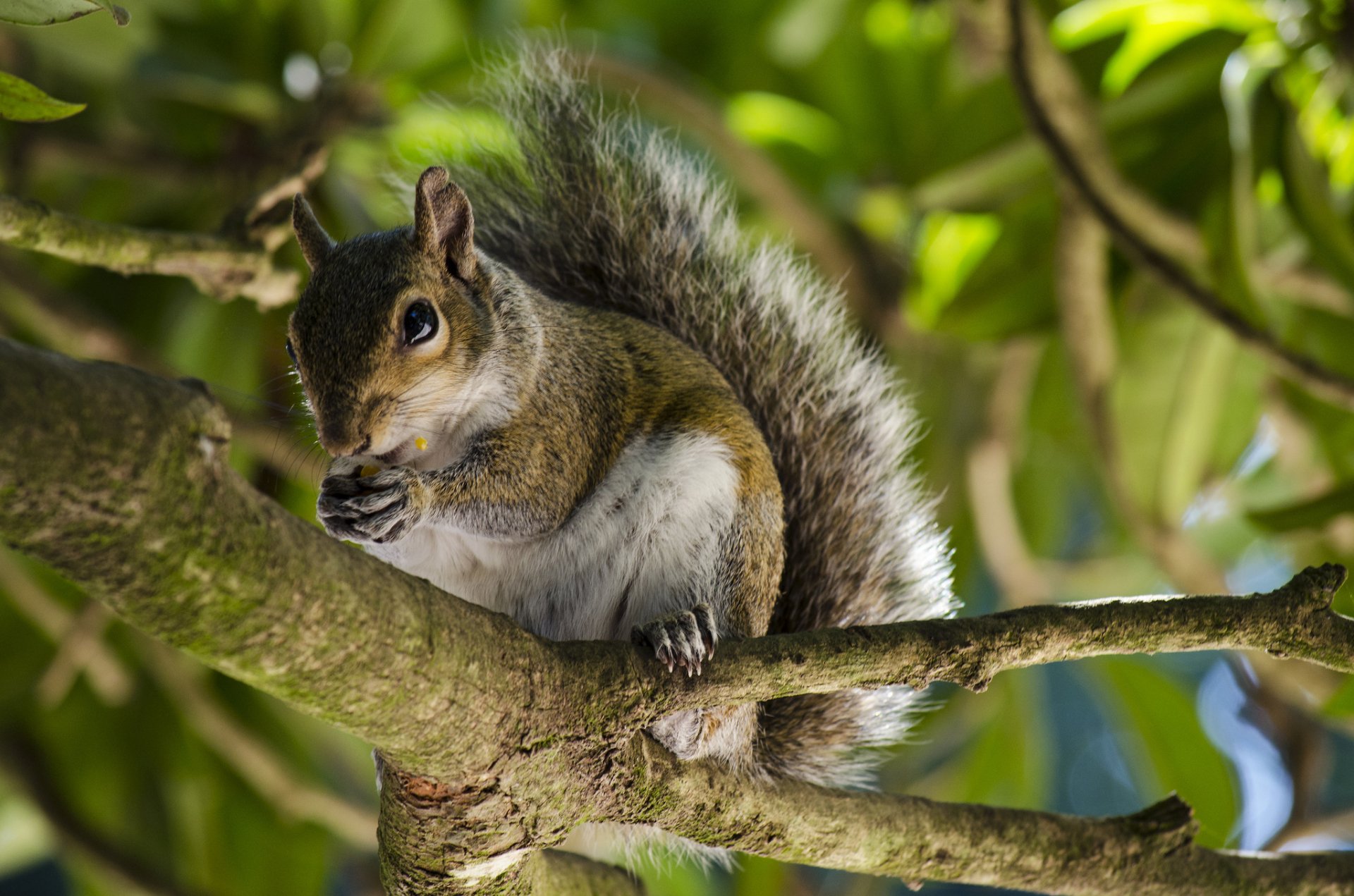 HD PC desktop wallpaper featuring a close-up of a squirrel perched on a tree branch, surrounded by green leaves in natural light.