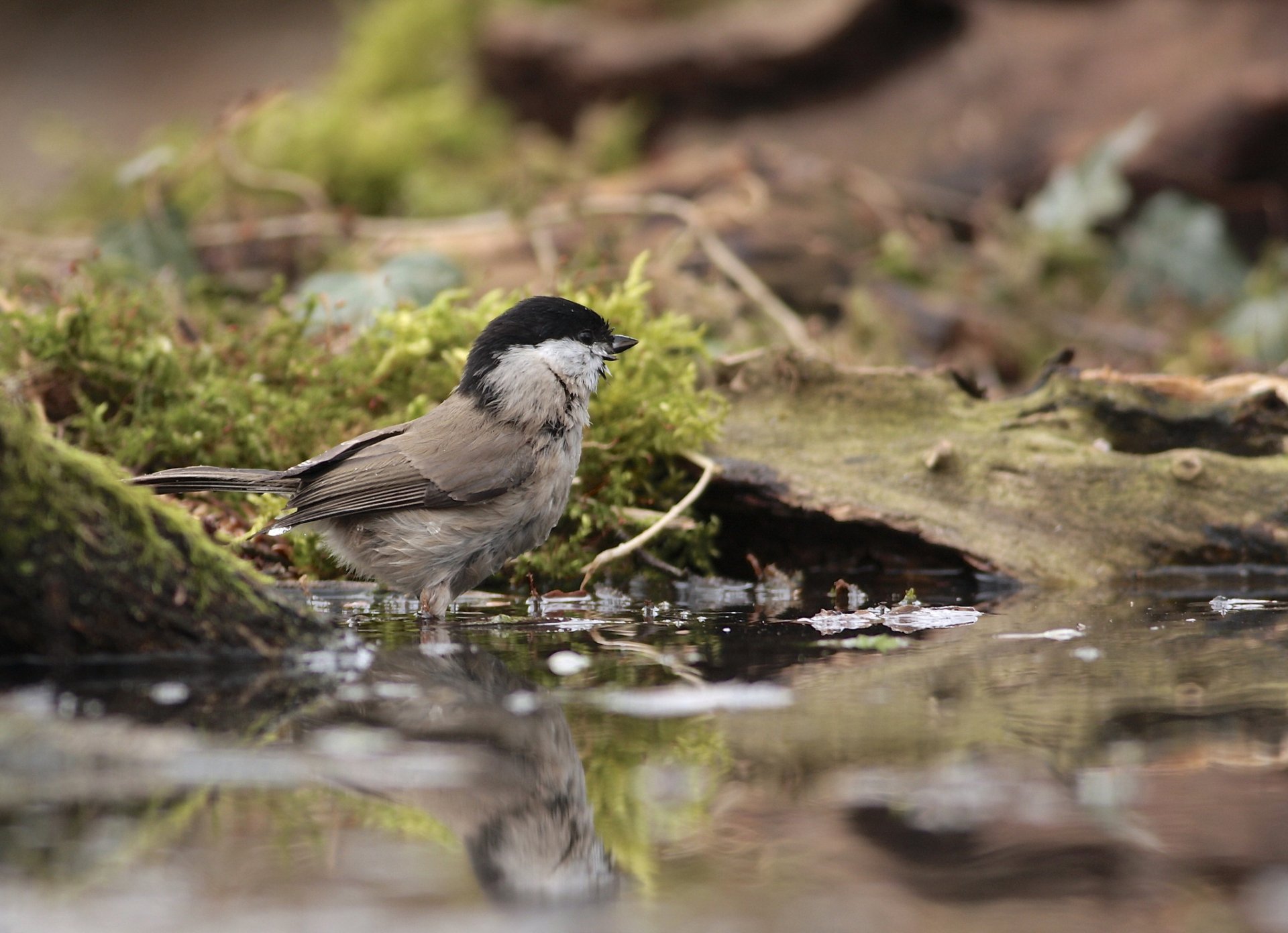 HD desktop wallpaper featuring a titmouse bird standing near a mossy water edge in a natural, serene setting.