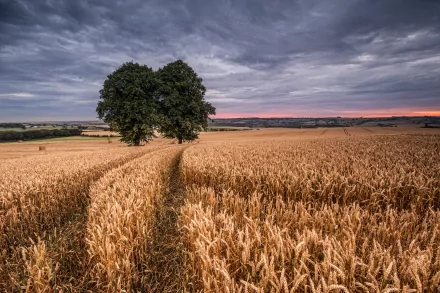 HD desktop wallpaper featuring a vast golden wheat field under a dramatic cloudy sky, with a solitary green tree near the center.
