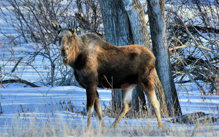A majestic moose stands tall in a snowy landscape, surrounded by trees. This image serves as a stunning HD desktop wallpaper and background, showcasing nature's beauty.