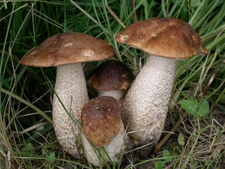 HD PC desktop wallpaper featuring a close-up view of four mushrooms growing amidst green grass in a natural outdoor setting.