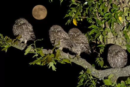 A captivating HD desktop wallpaper featuring four owls perched on a branch, illuminated by moonlight, surrounded by lush green leaves at night.