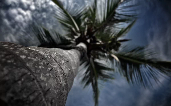 HD desktop wallpaper showcasing a close-up, low-angle view of a palm tree against a cloudy sky, highlighting natural textures and tropical atmosphere.