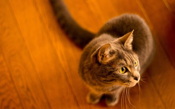Animal Cat Cats HD Wallpaper | Background Image