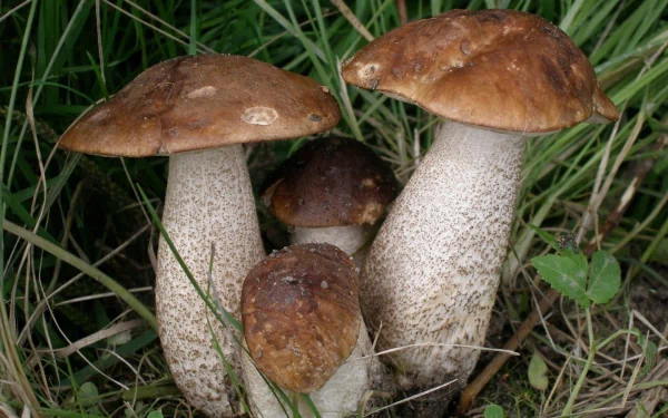 HD PC desktop wallpaper featuring a close-up view of four mushrooms growing amidst green grass in a natural outdoor setting.