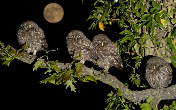 A captivating HD desktop wallpaper featuring four owls perched on a branch, illuminated by moonlight, surrounded by lush green leaves at night.