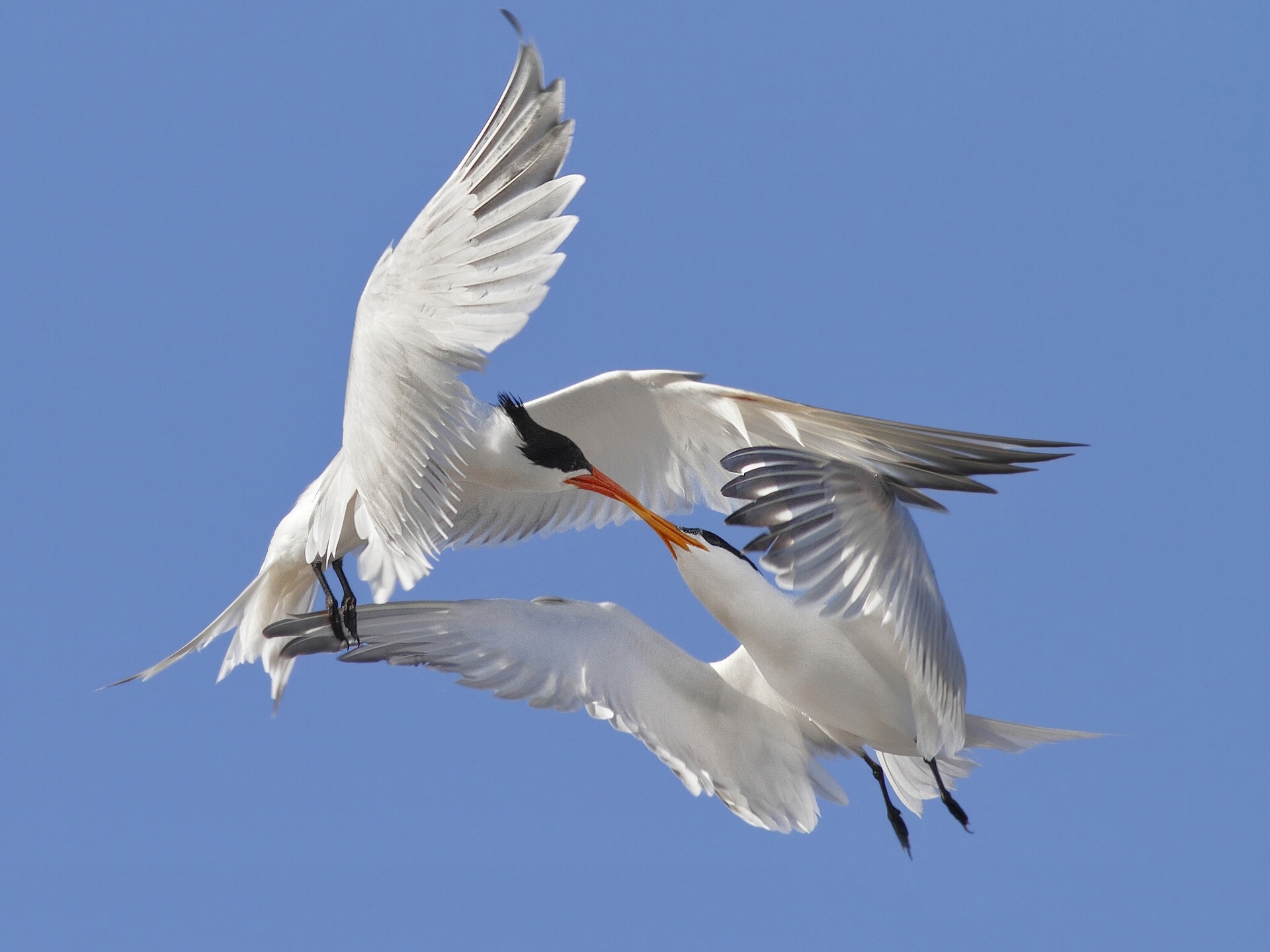 Animal Tern HD Wallpaper | Background Image