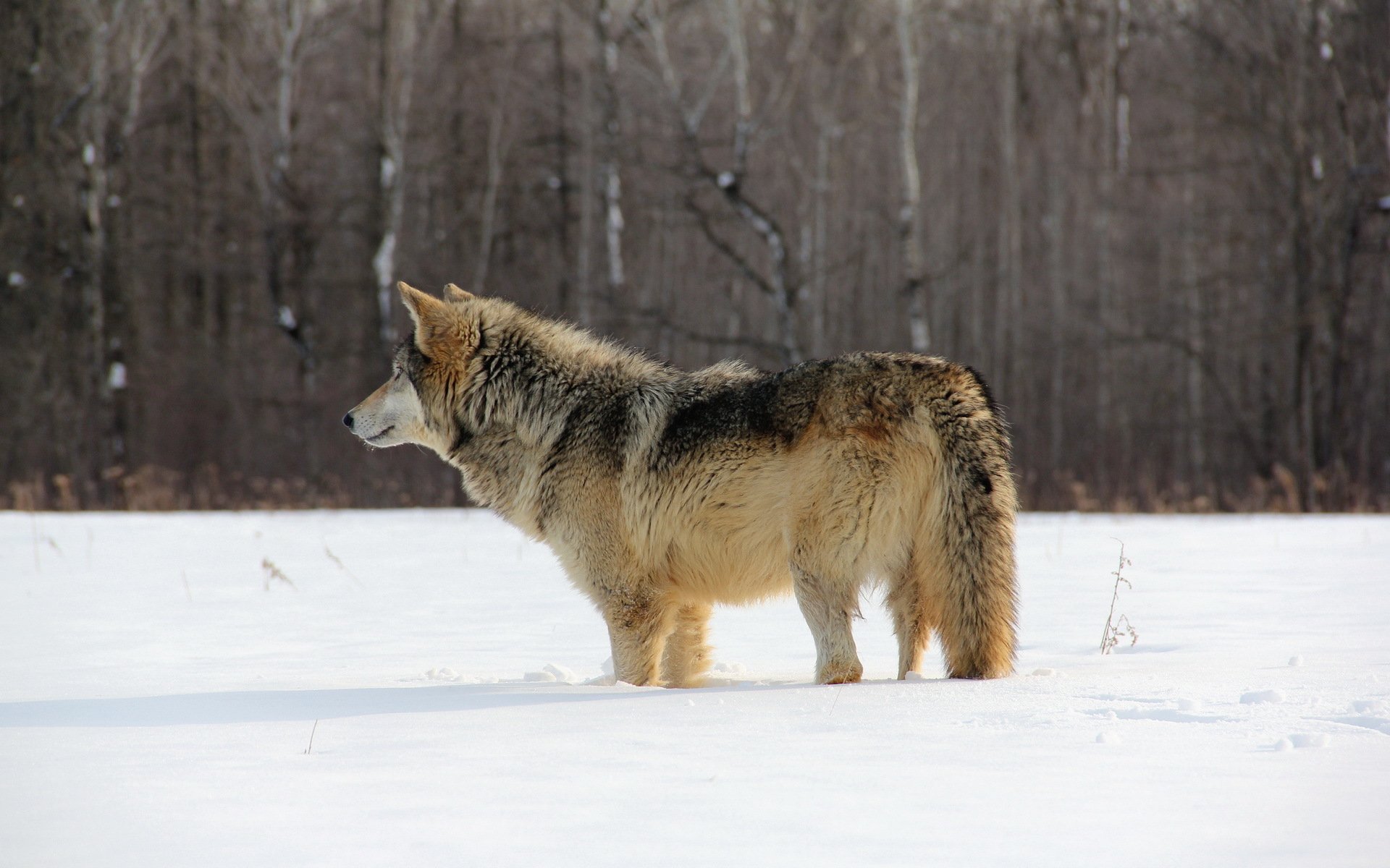 HD PC desktop wallpaper featuring a wolf standing in a snowy landscape with a dense, leafless forest in the background.