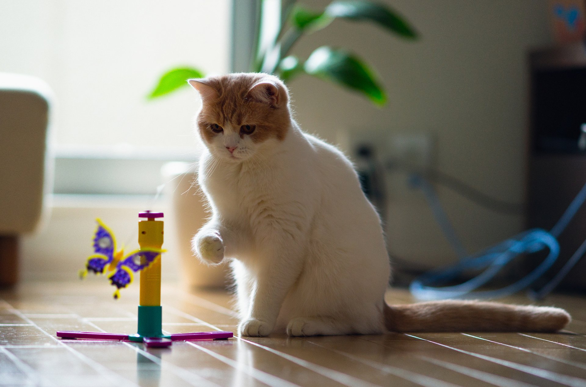 A playful cat investigates a colorful toy on a wooden floor, surrounded by a bright and inviting living space, creating a cheerful HD PC desktop wallpaper.
