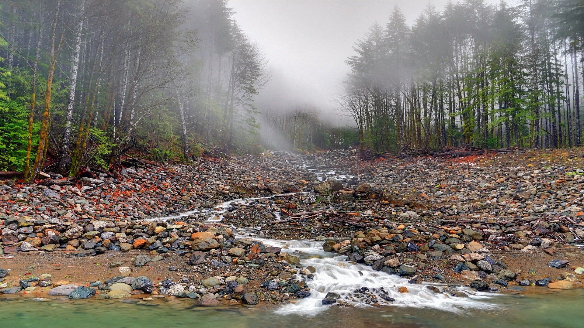 Download Nature Forest HD Wallpaper