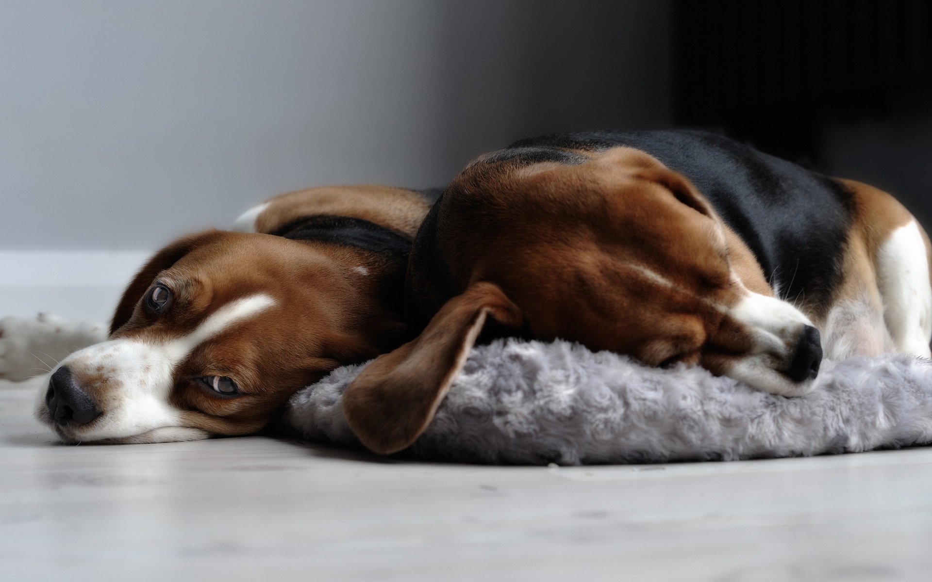 HD PC desktop wallpaper of two beagle dogs (animal) snuggled on a gray pet bed on a light floor with a neutral background.