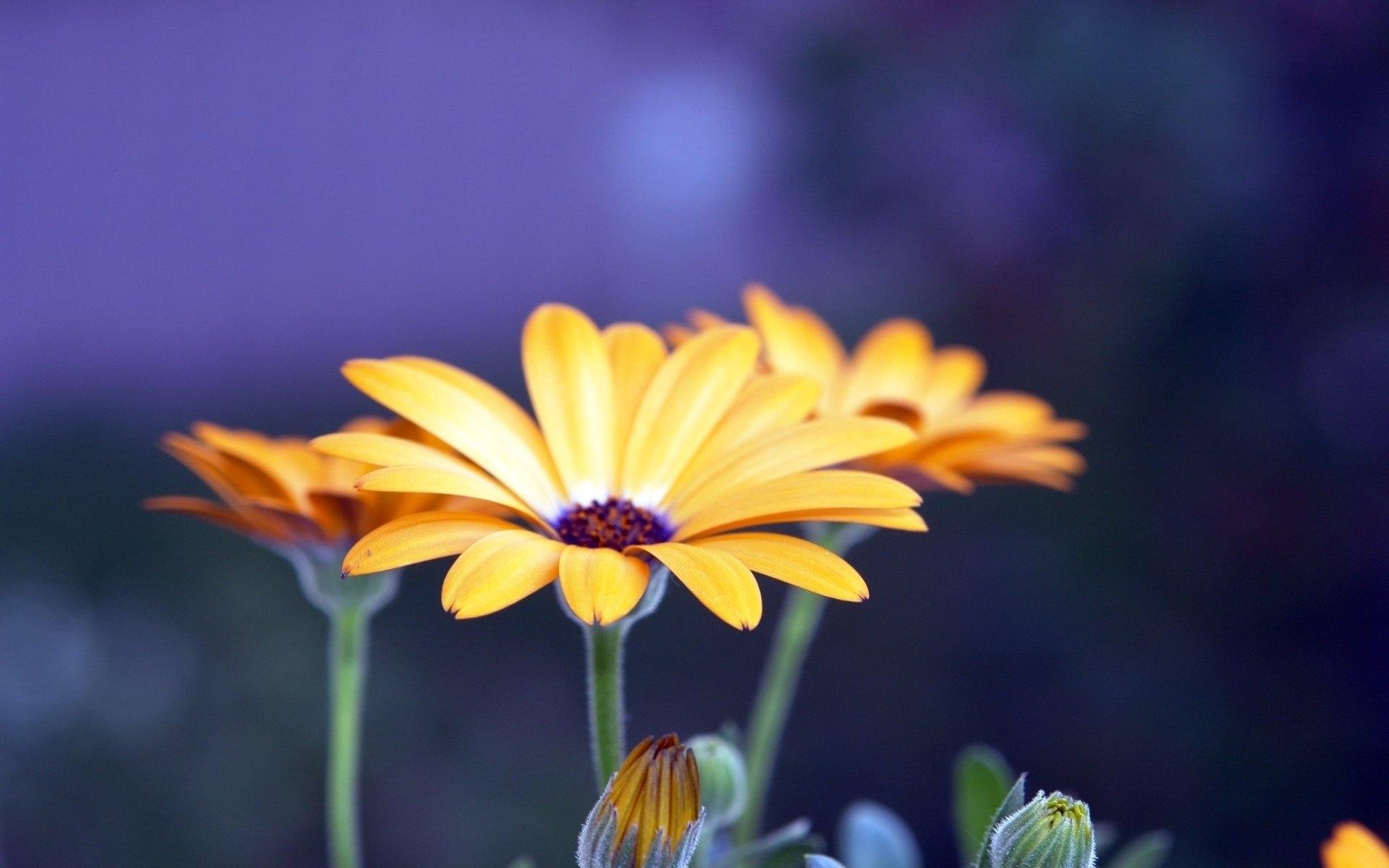 HD desktop wallpaper showcasing vibrant yellow flowers against a soft, blurred purple background, highlighting the beauty of nature in vivid detail.