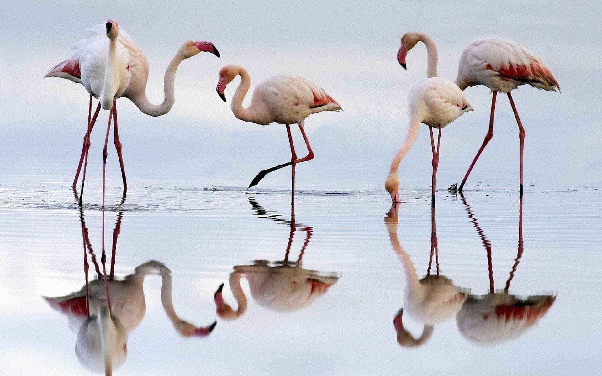 HD PC desktop wallpaper featuring a serene scene of five flamingos standing and wading in shallow water with clear reflections.
