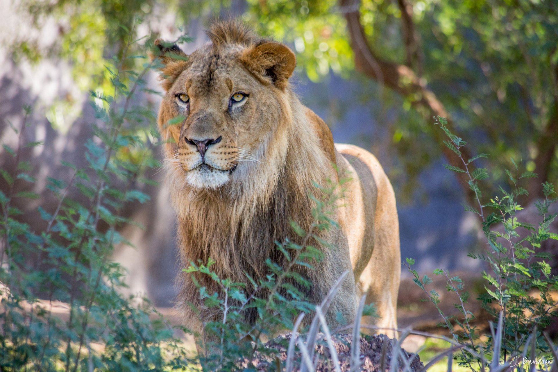 A majestic lion stands amidst lush greenery, showcasing its powerful presence. This stunning HD image serves as an impressive desktop wallpaper and background.