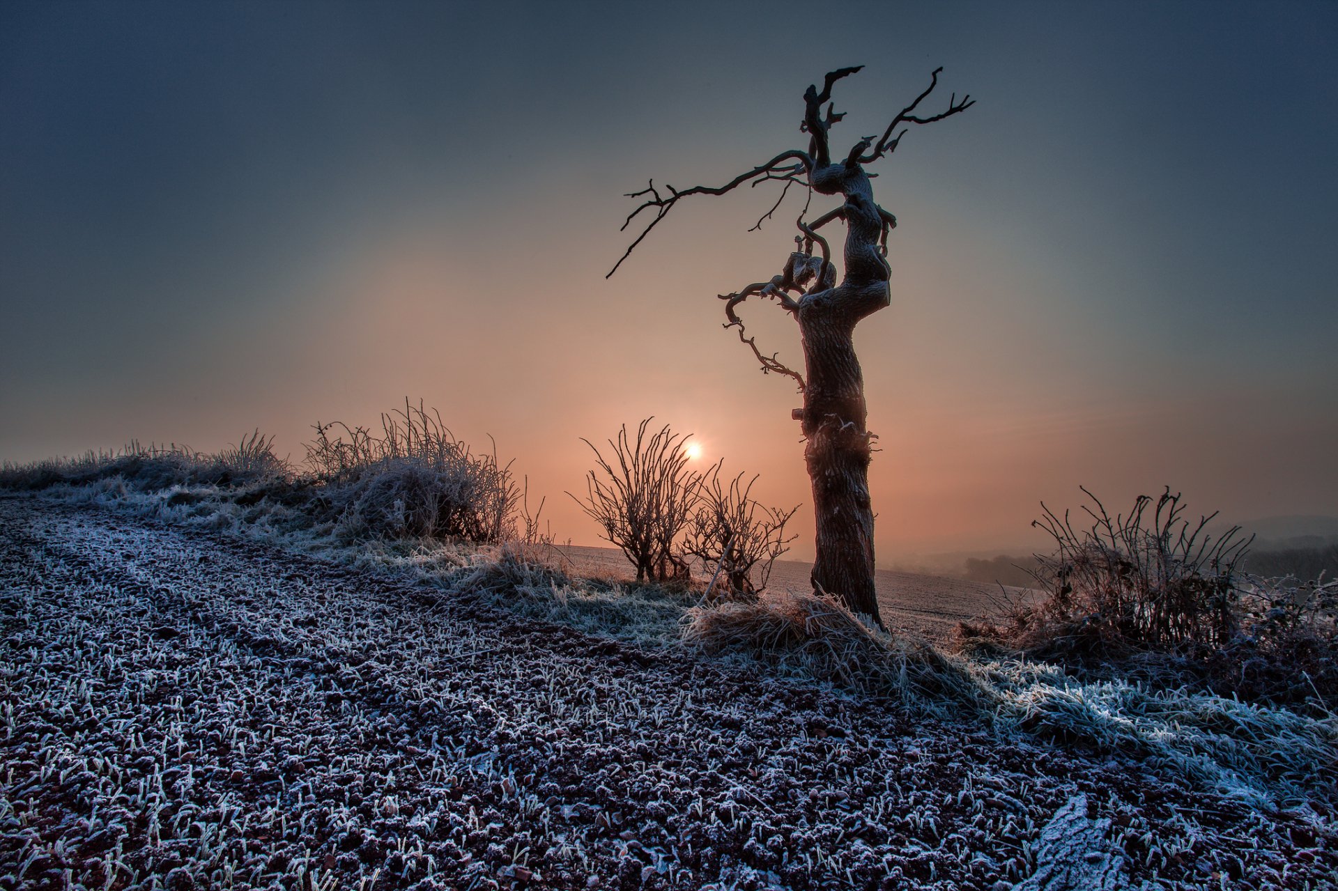HD nature desktop wallpaper featuring a lone, bare tree silhouetted against a colorful sunrise with frosted ground and sparse bushes in a serene landscape.