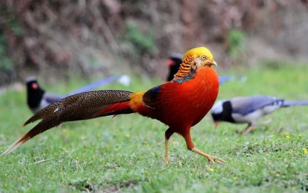 Animal golden pheasant HD Desktop Wallpaper | Background Image