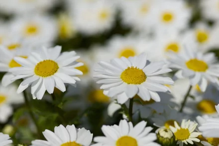 HD PC desktop wallpaper featuring a close-up of blooming white daisies with yellow centers set against a blurred natural background.