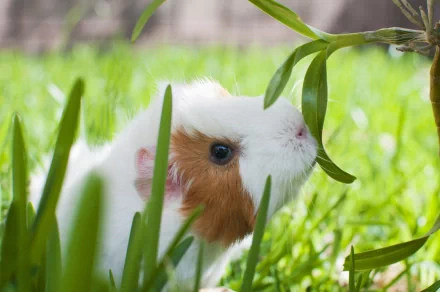 A close-up of a curious guinea pig sniffing at green grass, showcased in a vibrant HD wallpaper, capturing the charm of this adorable animal in a natural setting.