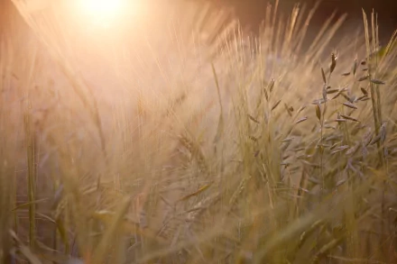 HD desktop wallpaper featuring a close-up view of golden wheat swaying gently in warm, soft sunlight, capturing the tranquil beauty of nature.