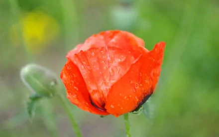 HD PC desktop wallpaper featuring a close-up of a vibrant red poppy flower with dewdrops against a soft green nature background.