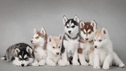 A charming HD desktop wallpaper featuring six adorable husky puppies, showcasing their playful nature and striking fur patterns against a soft gray background.