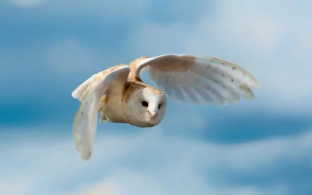 HD desktop wallpaper of a barn owl in mid-flight against a soft blue sky background.