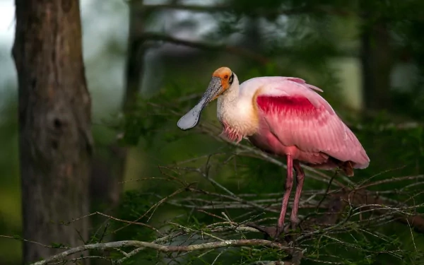 HD desktop wallpaper of a vibrant pink spoonbill perched on branches in a lush green forest setting.